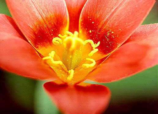 Pistil and stamen; unknown flower