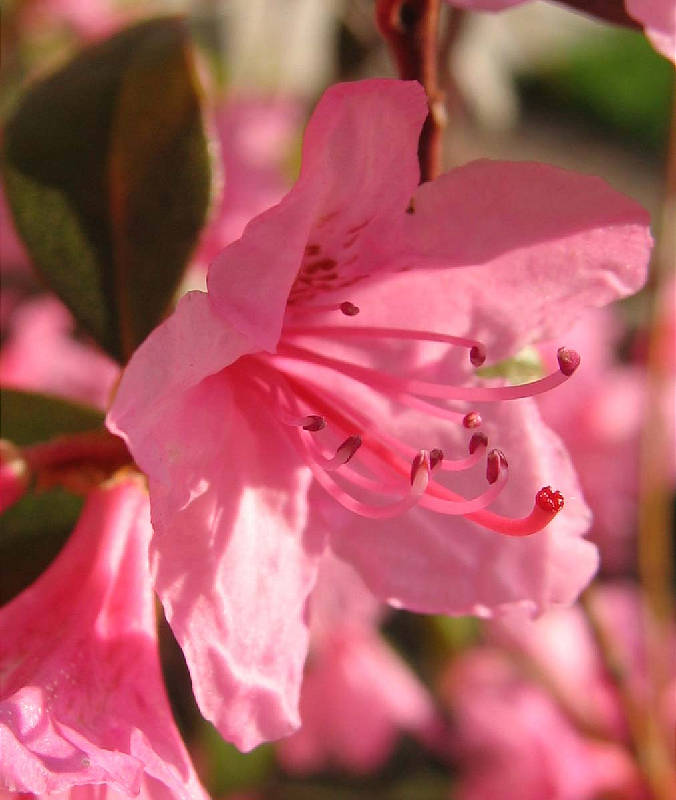 Blossoms approximately the size of a quarter