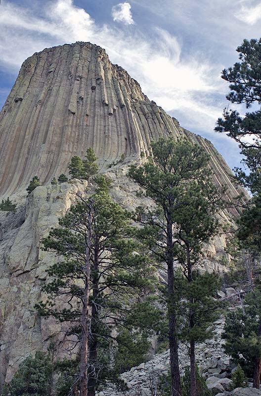 Southern exposure; Ponderosa pines