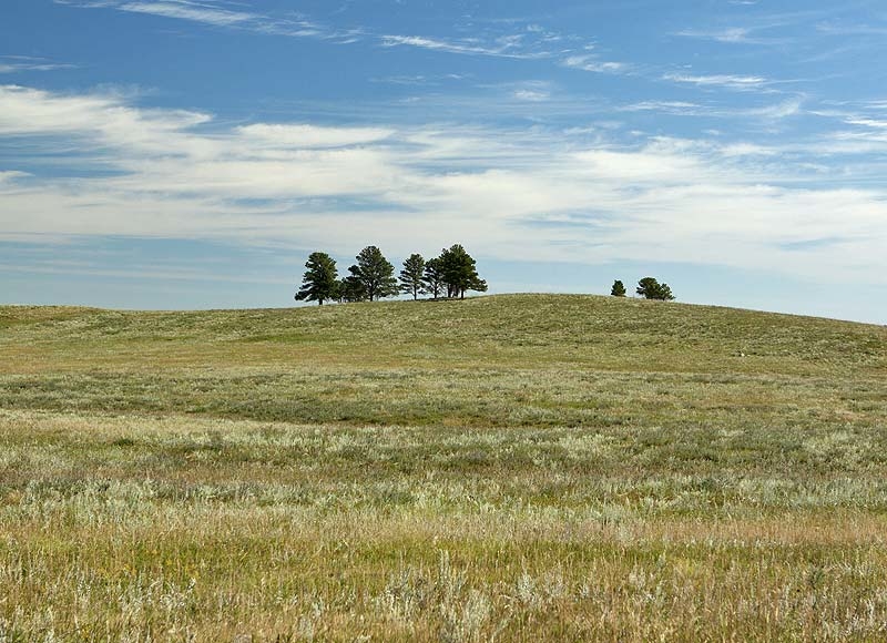 Custer State Park, SD