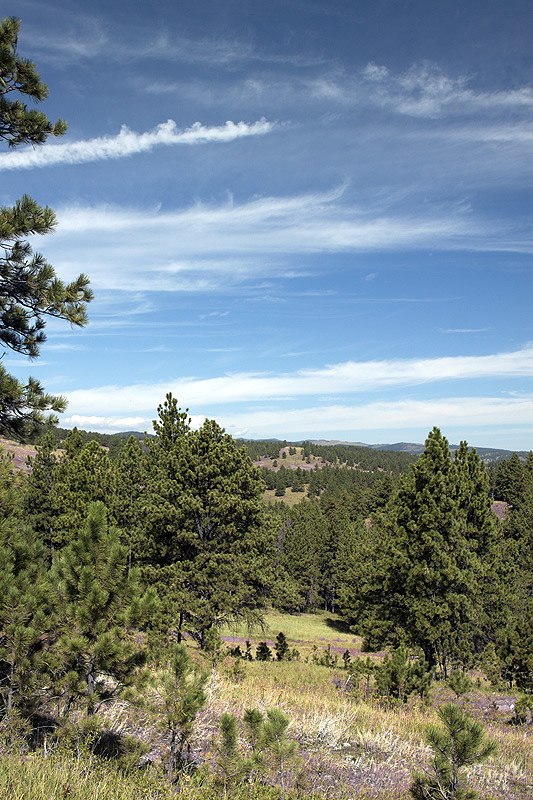 Custer State Park, SD