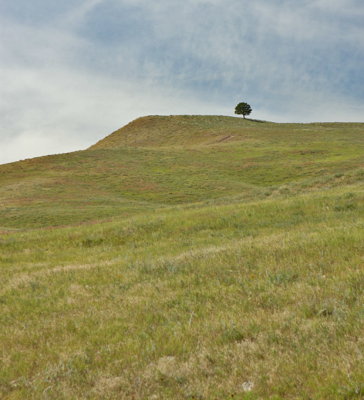 Custer State Park, SD