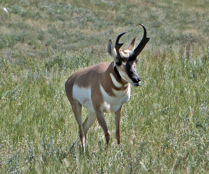 Custer State Park, SD