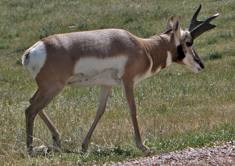 Custer State Park, SD