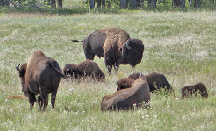 Custer State Park, SD