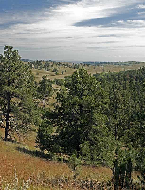 Custer State Park, SD