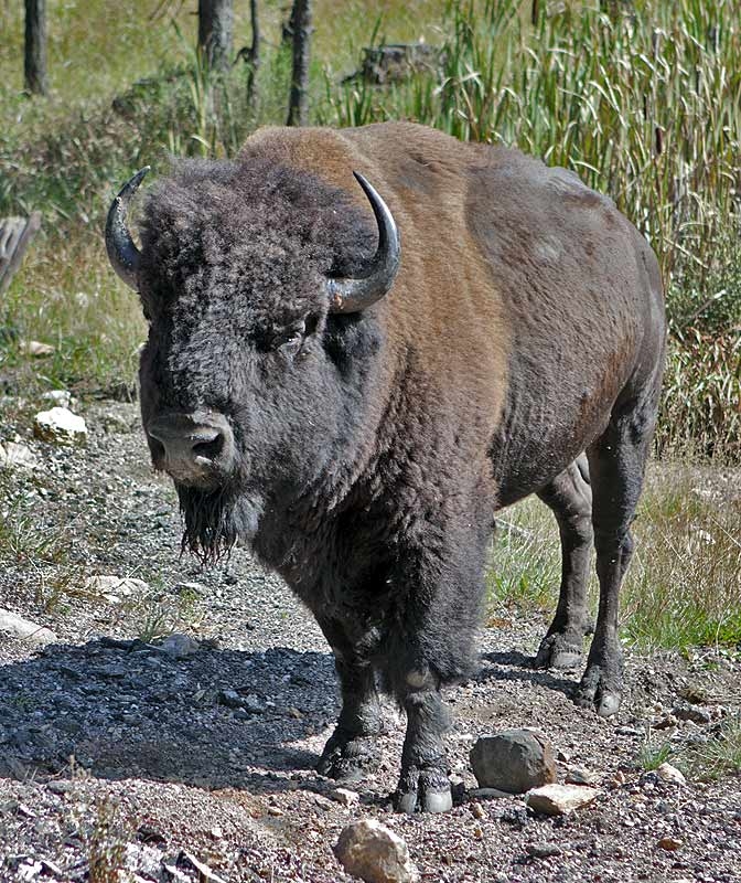 Custer State Park, SD