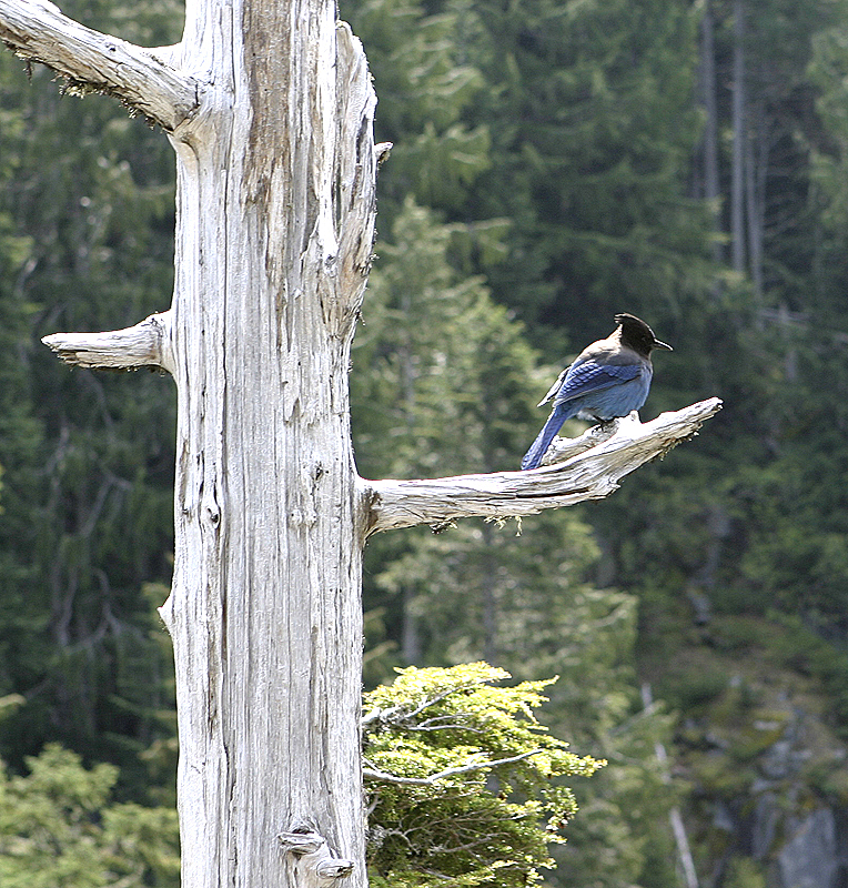 Mount Rainier National Park, Washington