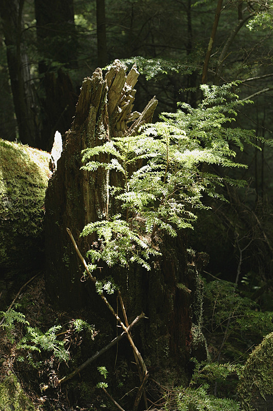 Trailside, Mount Rainier National Park, Washington