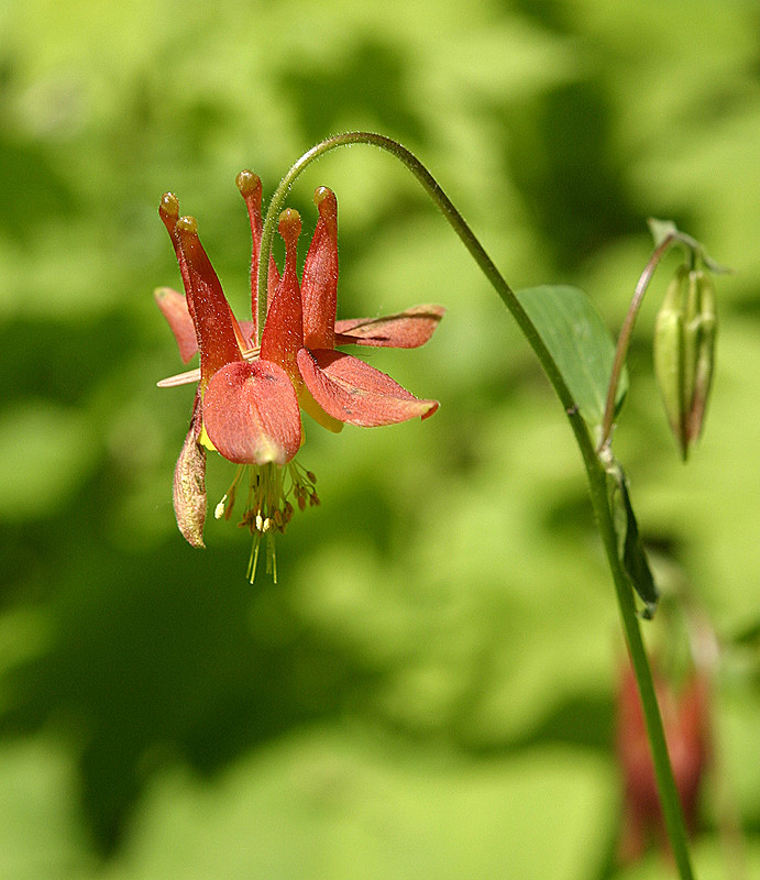 Roadside, Mount Rainier National Park, Washington