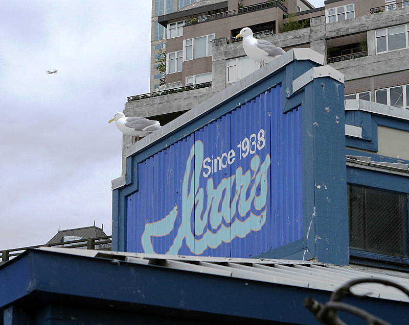 Elliott Bay, Seattle. No, the birds are not part of the sign.