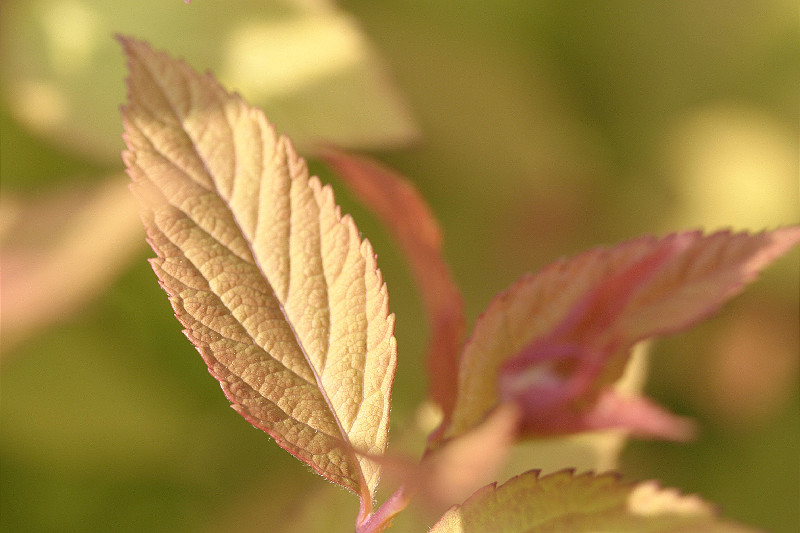 Autumn-like colors on spring growth