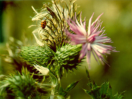 Thistle blossom