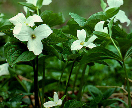 Trillium