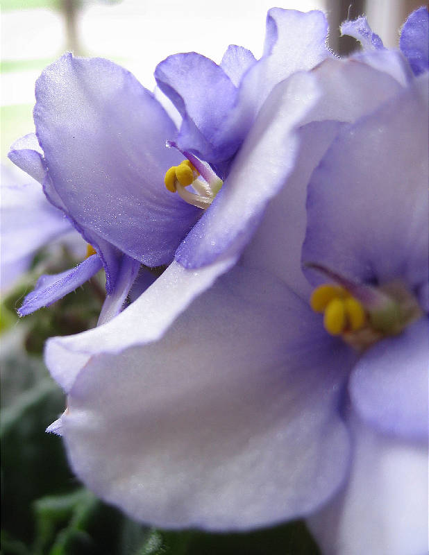 Pistil and stamens of African violet