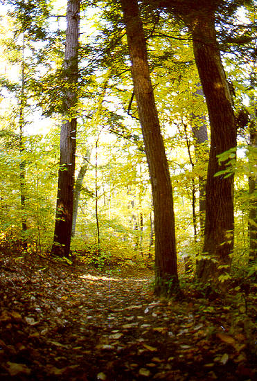 Path above Cascadilla Gorge, Ithaca, NY