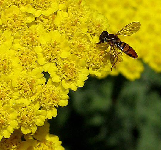 Unknown bee on yarrow blossom