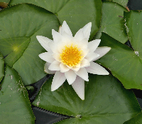 20060701_lotus.jpg