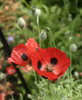 20060701_poppy.jpg