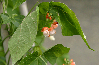 20060701_sweetpea.jpg