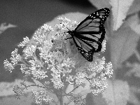 20060721ir_butterfly.jpg