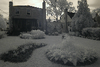 20070610_backyard.jpg