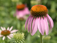 20090701_coneflower.jpg