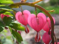 bleeding_heart_macro.jpg