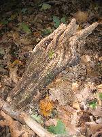 forest_floor2.jpg