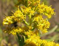 goldenrod.jpg