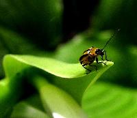 hosta_beetle.jpg