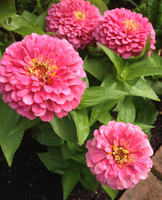 i_phone4s.IMG_1031.JPG