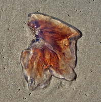oregon2014_0257.jpg