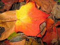 painted_leaf.jpg