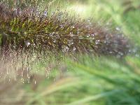 pennisetum_water.jpg