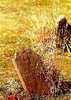 tombstone.jpg