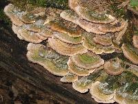 trunk_fungus.jpg